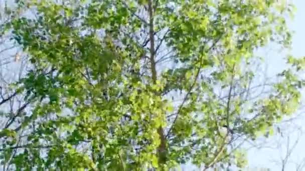 Feuilles d'arbres verts et brunchs se balançant au printemps 