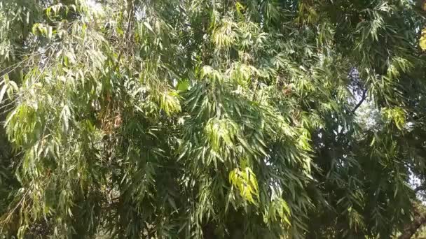 Folhas de eucalipto balançando no vento — Vídeo de Stock