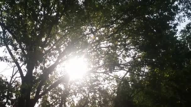 Raggio del sole del mattino attraverso gli alberi della foresta — Video Stock