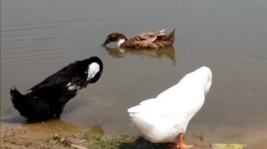 Sevimli ördekler görüntüleri
