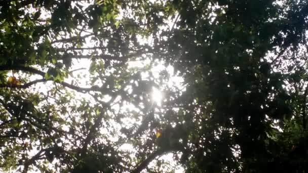 Morgonsolen genom träden — Stockvideo