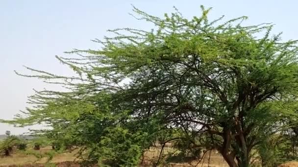 Grüner Baum im Frühling — Stockvideo