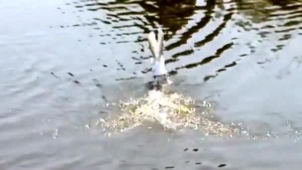Süße Ente fliegt & spielt auf Teichwasser — Stockvideo