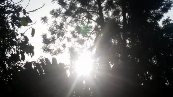 Matin Glorieux Soleil sinus à travers les feuilles d'arbre de jardin Footage   