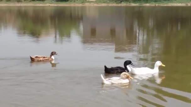 Söta ankor simma i en rural damm — Stockvideo