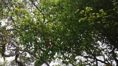 Yeşil yaprakları ve dalları görüntüleri.