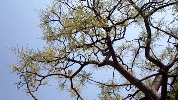 Niebieskie niebo & materiał gałęzie drzewa — Wideo stockowe
