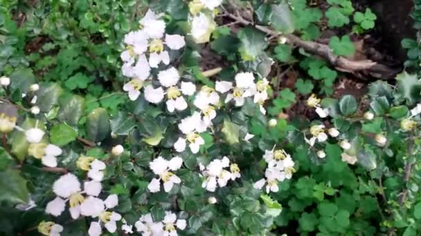 Flores silvestres en la naturaleza — Vídeo de stock