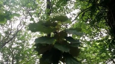 Yeşil yaprakları yoğun orman görüntüleri içinde 