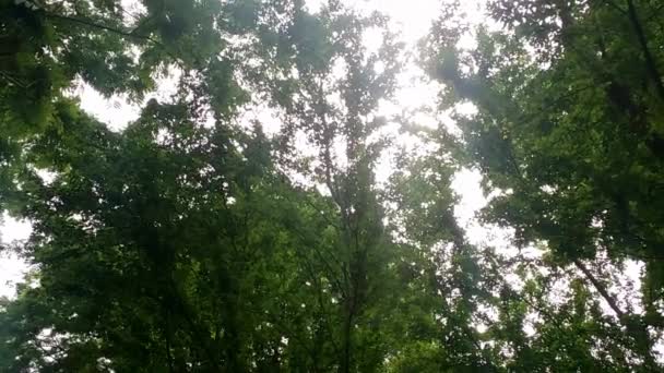 Soleil du matin à travers les feuilles vertes de la forêt 