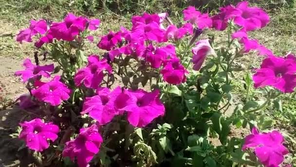 Schoonheid van seizoen bloemen beeldmateriaal — Stockvideo
