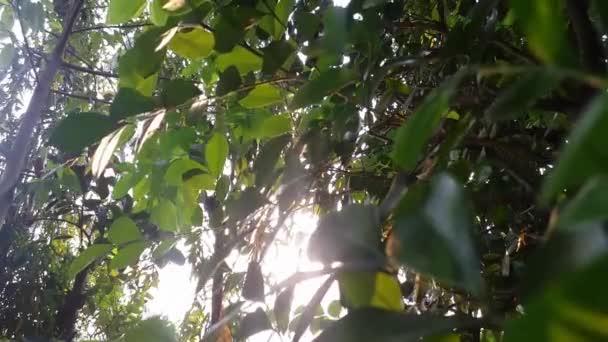 Zon door tuin bladeren — Stockvideo