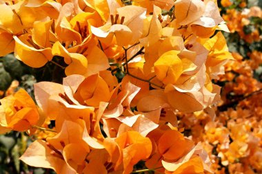 Sonbahar çiçekler güzelliği