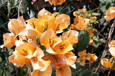 Sarı çiçek doğanın güzelliğini