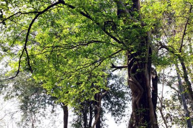 Sabah ormandaki ağaç yaprakları ve dalları. 