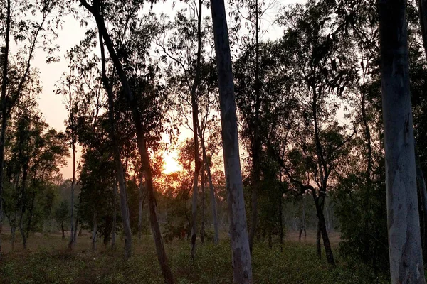 Wald Sonnenuntergang Durch Bäume — Stockfoto