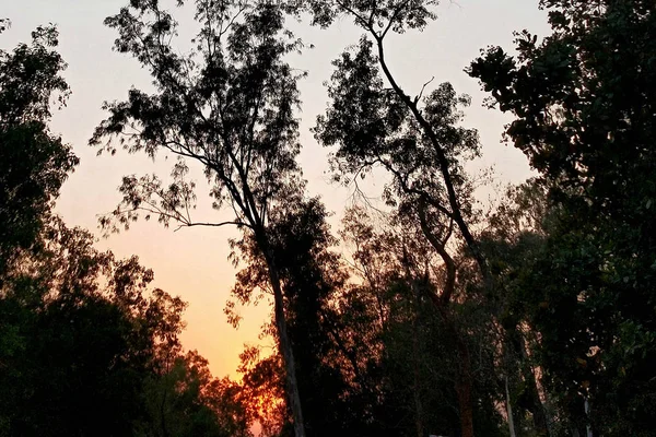 Laub Äste Wald Bei Sonnenuntergang — Stockfoto