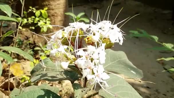 Flores salvajes blancas balanceándose en el viento — Vídeos de Stock