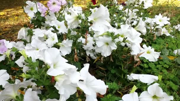 Belleza de Flores Blancas metraje — Vídeo de stock