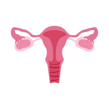 Female reproductive organs or system. Color flat illustration for anatomy poster, gynecology, medical encyclopedia. Isolated vector icon on white background. Vagina, ovaries, fallopian tubes, uterus