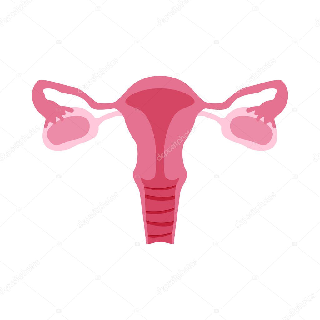 Female reproductive organs or system. Color flat illustration for anatomy poster, gynecology, medical encyclopedia. Isolated vector icon on white background. Vagina, ovaries, fallopian tubes, uterus