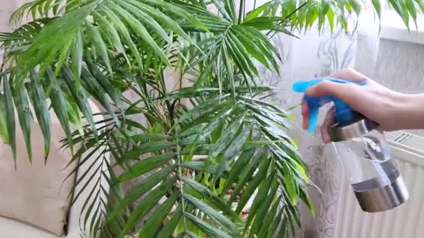 Zielone Liście Palmowe Roślin Spryskiwane Wodą Rozpylacza Biała Ręka Trzyma — Wideo stockowe