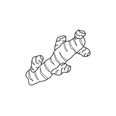 Beyaz arka planda taze zencefil kökü. El çizimi illüstrasyon. Yemek pişirmek için. Asya mutfağının sembolü. Vektör izole tasarımı 