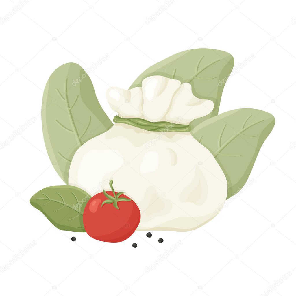 Buffalo milk Italian cheese burrata with black pepper, tomato, basil. Hand drawn cartoon illustration. Handmade dairy. Isolated vector image on white background. Color flat concept poster or banner
