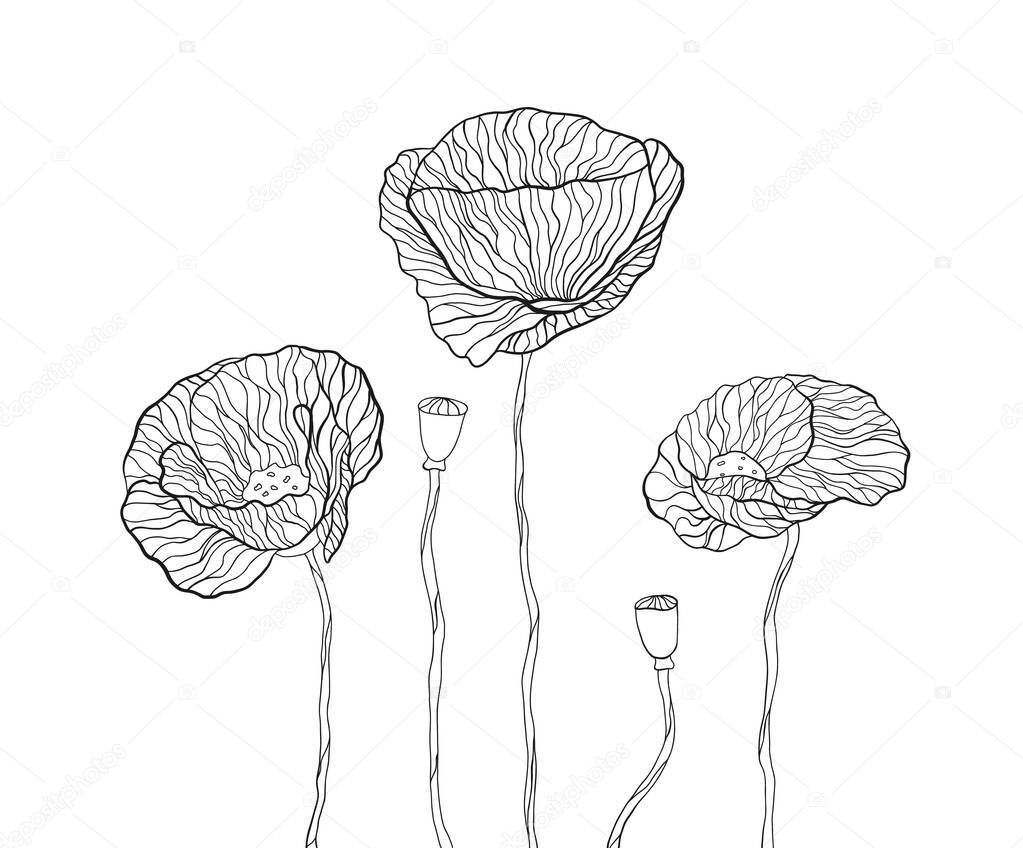 Poppy flower set. Linear illustration for bloom, plant and nature. Doodle symbol of florist, floral shop. Outline black hand drawing image, isolated vector sketch on white background