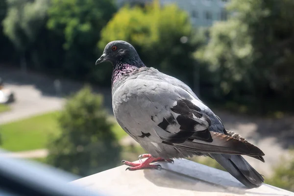 Taube Sitzt Auf Der Klimaanlage Eines Hochhauses Vögel Städtischen Umfeld — Stockfoto