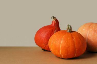 Balkabağı afişi, fotokopi alanı olan poster. Kırmızı kabaklar, yenilebilir kabak. Cadılar Bayramı, Şükran Günü ya da sonbahar hasat konsepti. Sonbahar doğası. Ekim tatili için görüntü. Gri kahverengi arkaplan