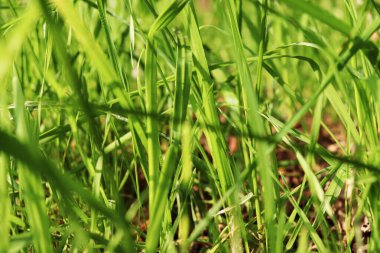 Yeşil çimenler. Yaz çimlerine yakın, bir tutam çimen. Yatay arkaplan, afiş, poster. Ekolojik orgainik tasarım için şablon. Doğa, güneş ışığı.