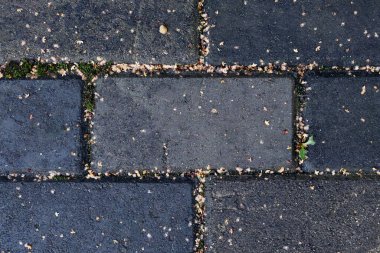 Kuru huş yapraklı dikdörtgen taş kaldırım. Koyu mavi, gri renkler. Parkın asfalt yolunun bir parçası. Yatay arkaplan, afiş, poster. Ekolojik orgainik tasarım için şablon. Şehir doğası