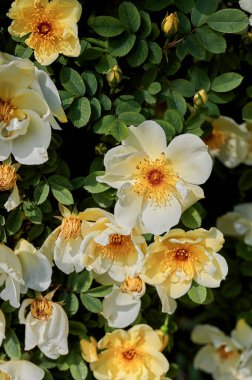 Güneş ışığında parlak sarı ve turuncu köpek güllerinin (Rosa corymbifera) yakın çekimi.