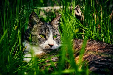 Genç çizgili bir kedi bahçede uzun otların arasında rahatça yatıyor..