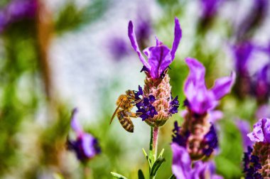 Lavandula angustifolia) yabani bir otlakta lavanta (Apis).