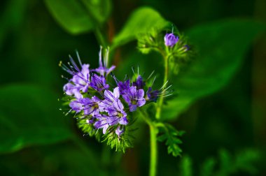 Bahçedeki leylak kır çiçeğinin bulanık yeşil arka plandaki makro görüntüsü..