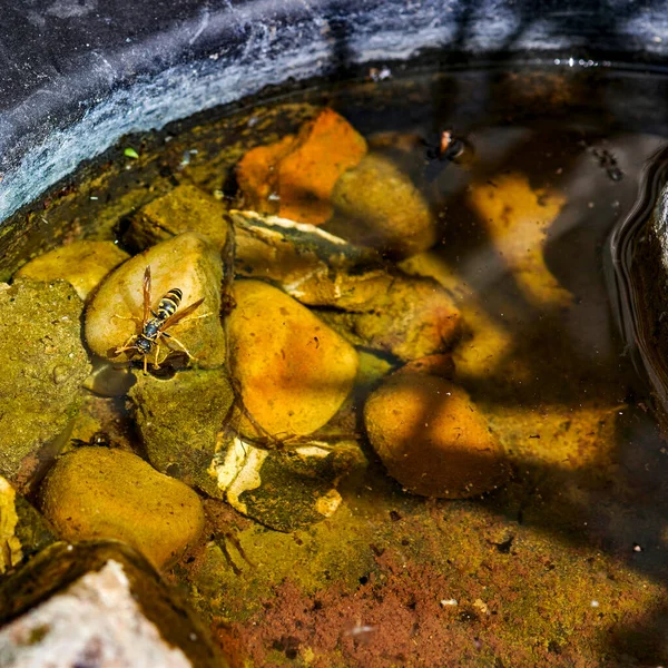 Water bowl in the garden for animals, birds and insects. A wasp drinking there because of the extreme heat.