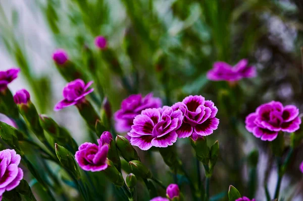 Macro Lövés Élénk Rózsaszín Szegfűk Dianthus Caryophyllus Kertben — Stock Fotó