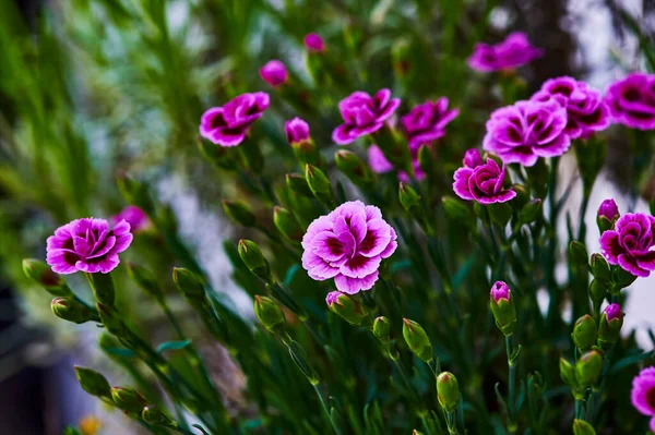 Macro Lövés Élénk Rózsaszín Szegfűk Dianthus Caryophyllus Kertben — Stock Fotó