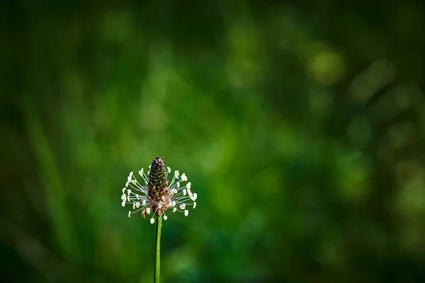 Macro Disparo Una Hierba Silvestre Blanca Descolorida Jardín Sobre Fondo — Foto de Stock