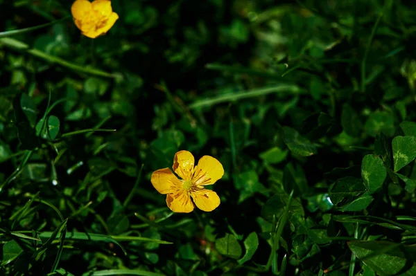 Bahçedeki Çayırdaki Sarı Kır Çiçeklerinin Makro Çekimi — Stok fotoğraf