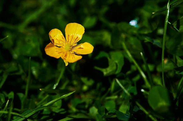초원에 정원에 노란색 야생화 송이의 매크로 — 스톡 사진