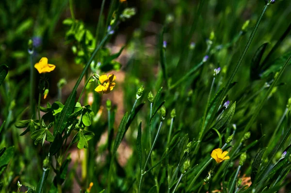 Makroaufnahme Gelber Wildblumen Garten Auf Einer Wiese — Stockfoto