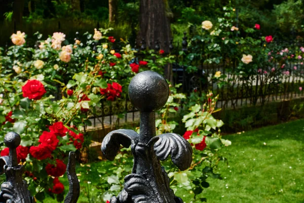 View Old Cast Iron Fence Foreground Roses Garden — Stock Photo, Image