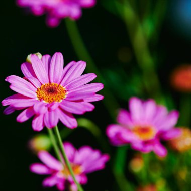 Güneşte canlı pembe margueritlerin (Leucanthemum) makro çekimi.