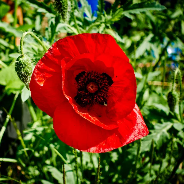 Bright Red Poppy Papaver Orientale Garden Sunhine — Stock Photo, Image