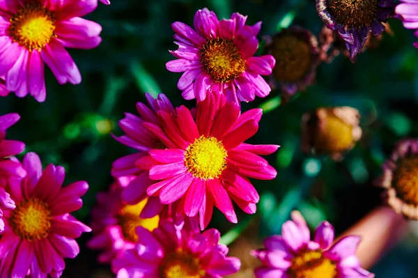 Макроснимок Ядовитых Розовых Маргеритов Fcanthemum Солнце — стоковое фото