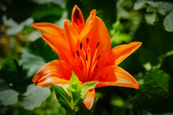 Close Blossom Orange Lily Lilium Bulbiferum — Stock Photo, Image