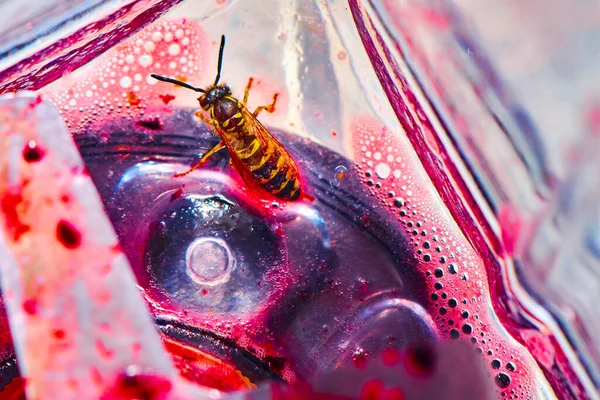 Wasp坐在搅拌机的刀刃上 吃着冰沙的残渣 — 图库照片